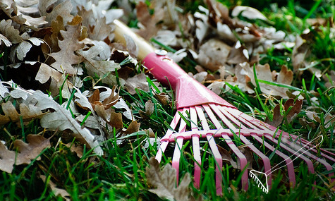 Desbroces y Limpiezas