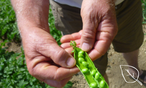 Huertos para mayores
