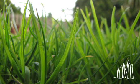 Instalacion de Césped