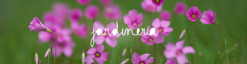 Jadrineria en Madrid